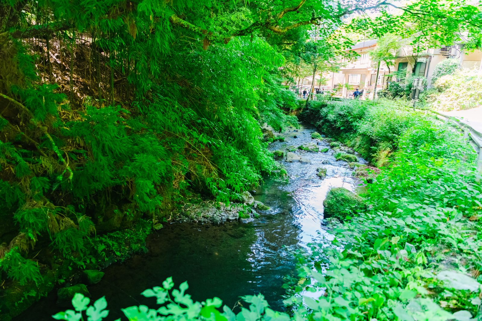 木々の間を流れる貴船川